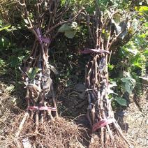 巨峰葡萄苗，南北种植。根系旺盛。价格便宜。低价出售盆栽