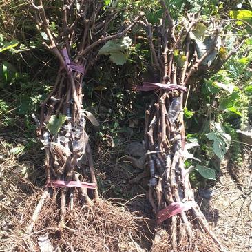 巨峰葡萄苗，南北种植。根系旺盛。价格便宜。低价出售盆栽