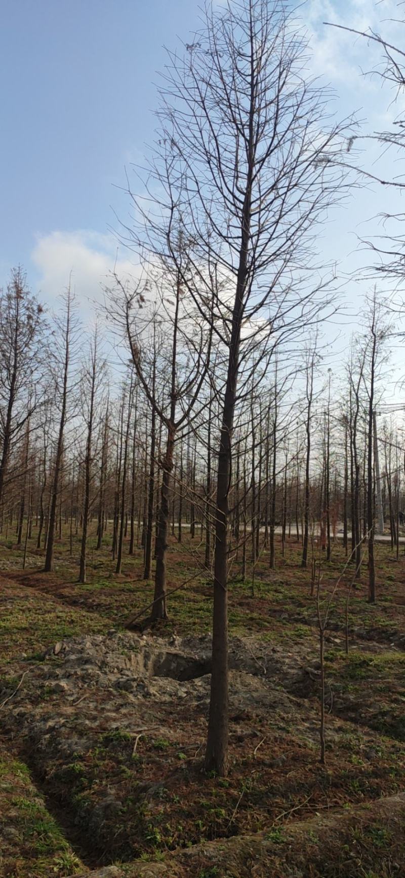 落羽杉中山杉池杉水杉墨西哥落羽杉5000亩的杉树基地