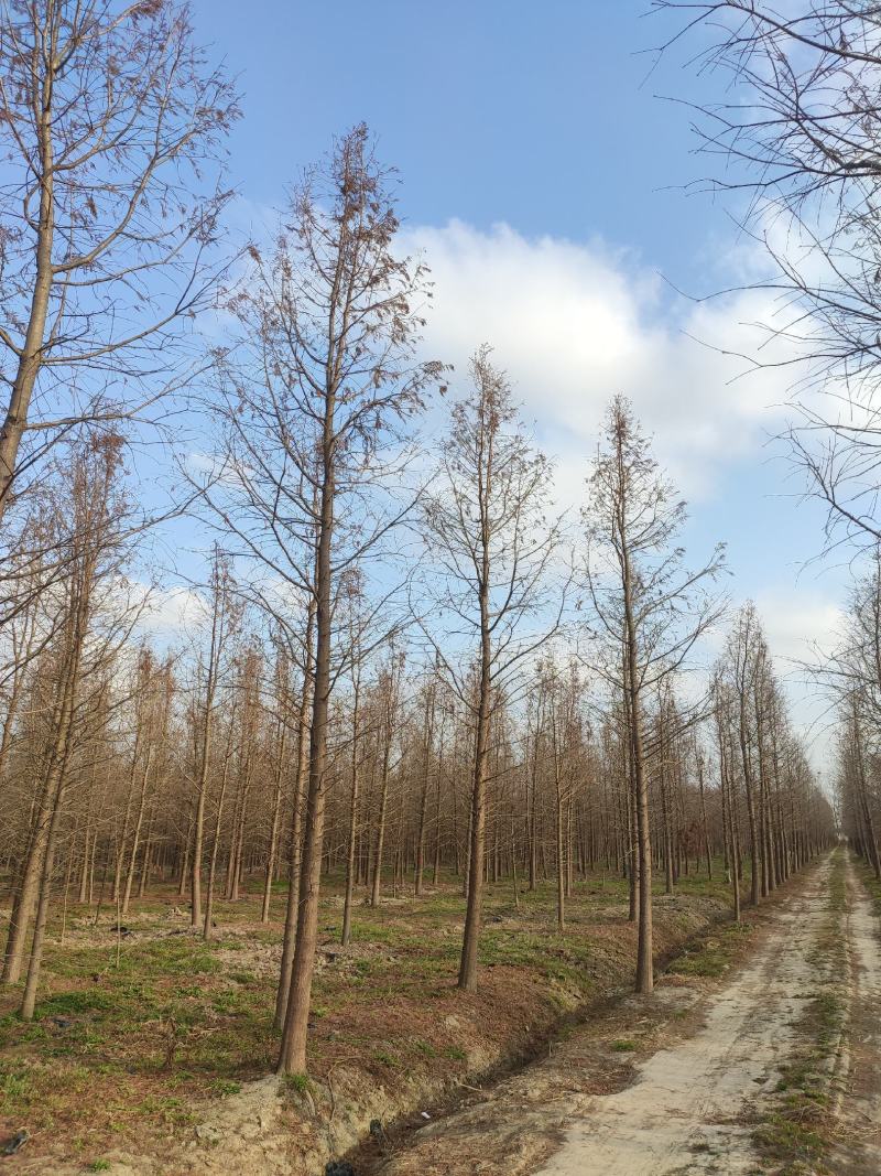 落羽杉中山杉池杉水杉墨西哥落羽杉5000亩的杉树基地