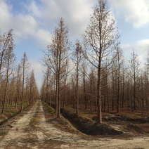 落羽杉中山杉池杉水杉墨西哥落羽杉5000亩的杉树基地