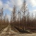 落羽杉中山杉池杉水杉墨西哥落羽杉5000亩的杉树基地