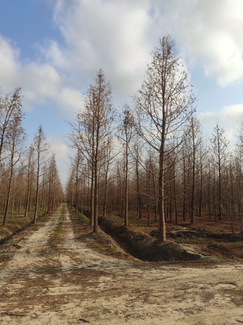 落羽杉中山杉池杉水杉墨西哥落羽杉5000亩的杉树基地