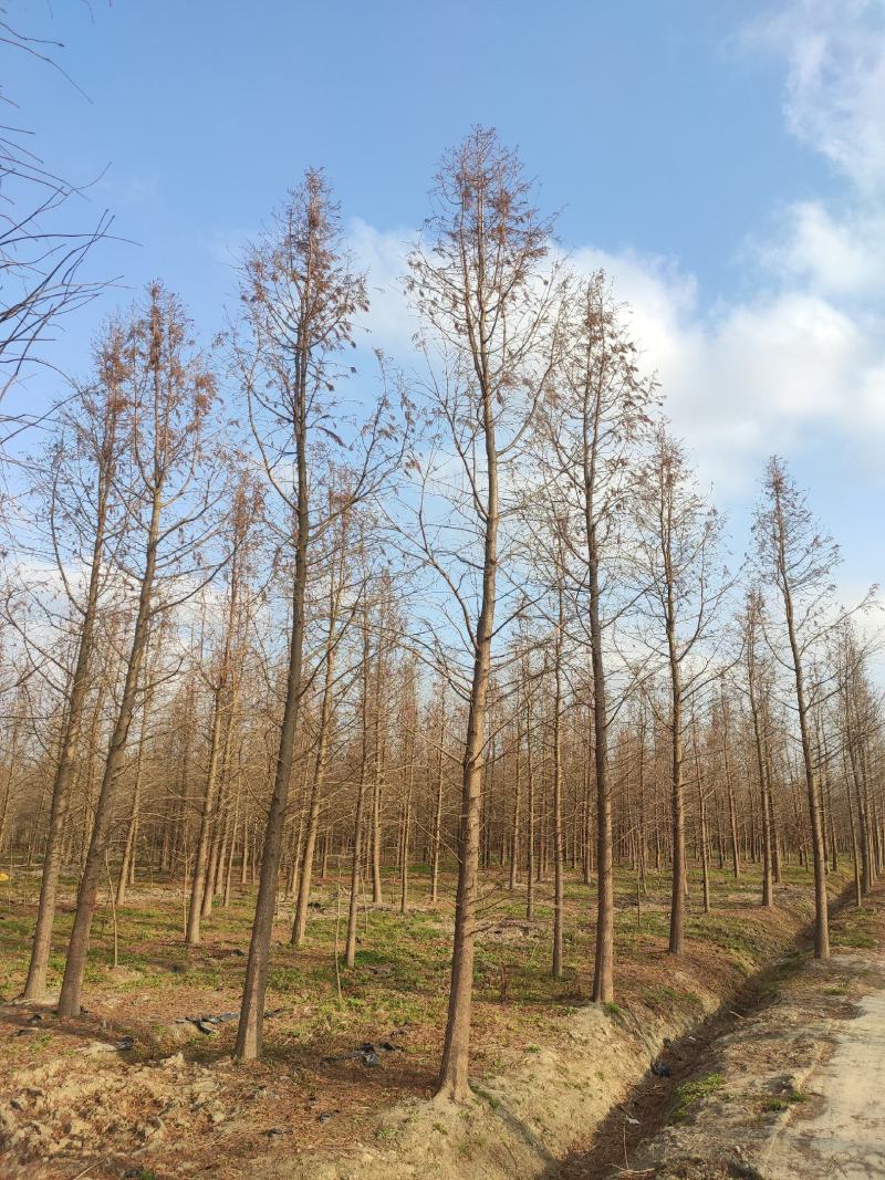 落羽杉中山杉池杉水杉墨西哥落羽杉5000亩的杉树基地