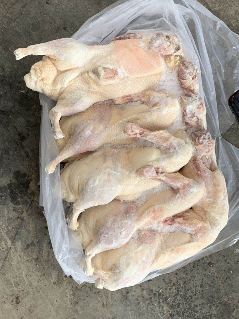 白条鸭板鸭残鸭切块鸭大量供应手续齐全欢迎合作