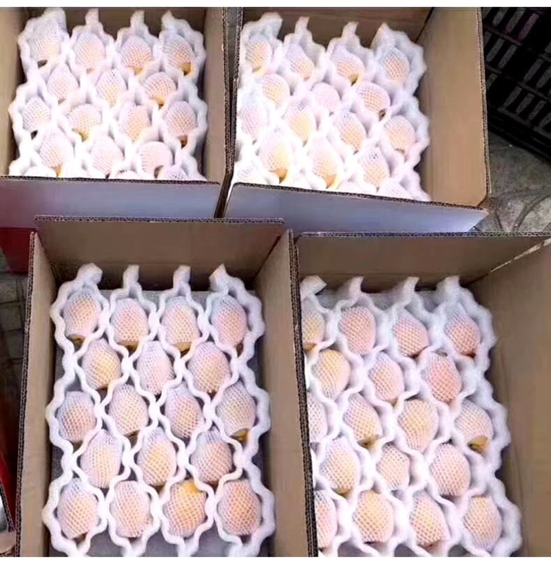 云霄县枇杷之乡自己家枇杷