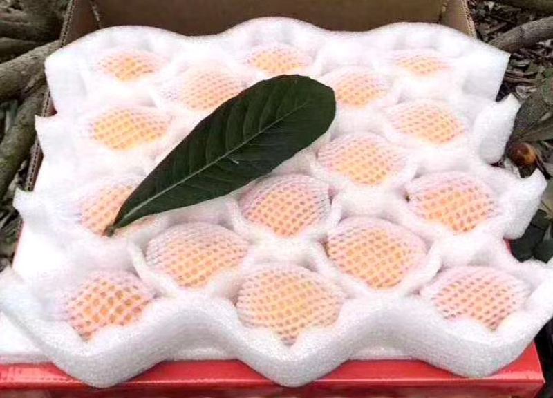 云霄县枇杷之乡自己家枇杷