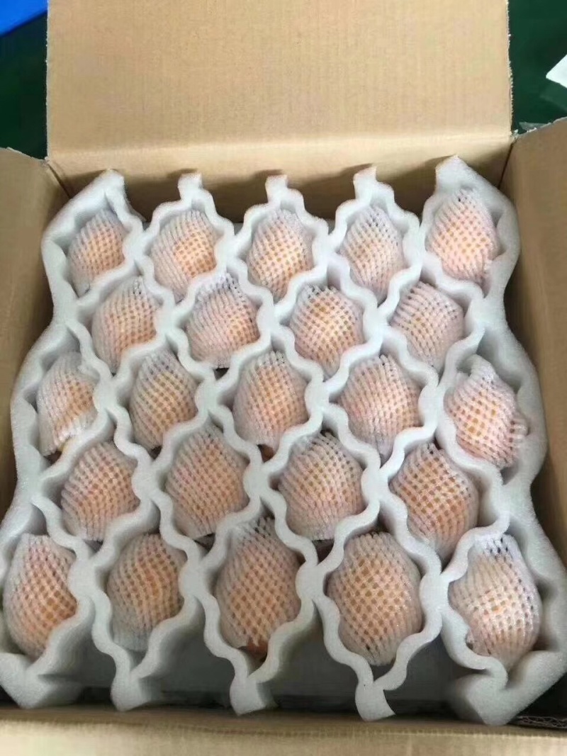 云霄县枇杷之乡自己家枇杷