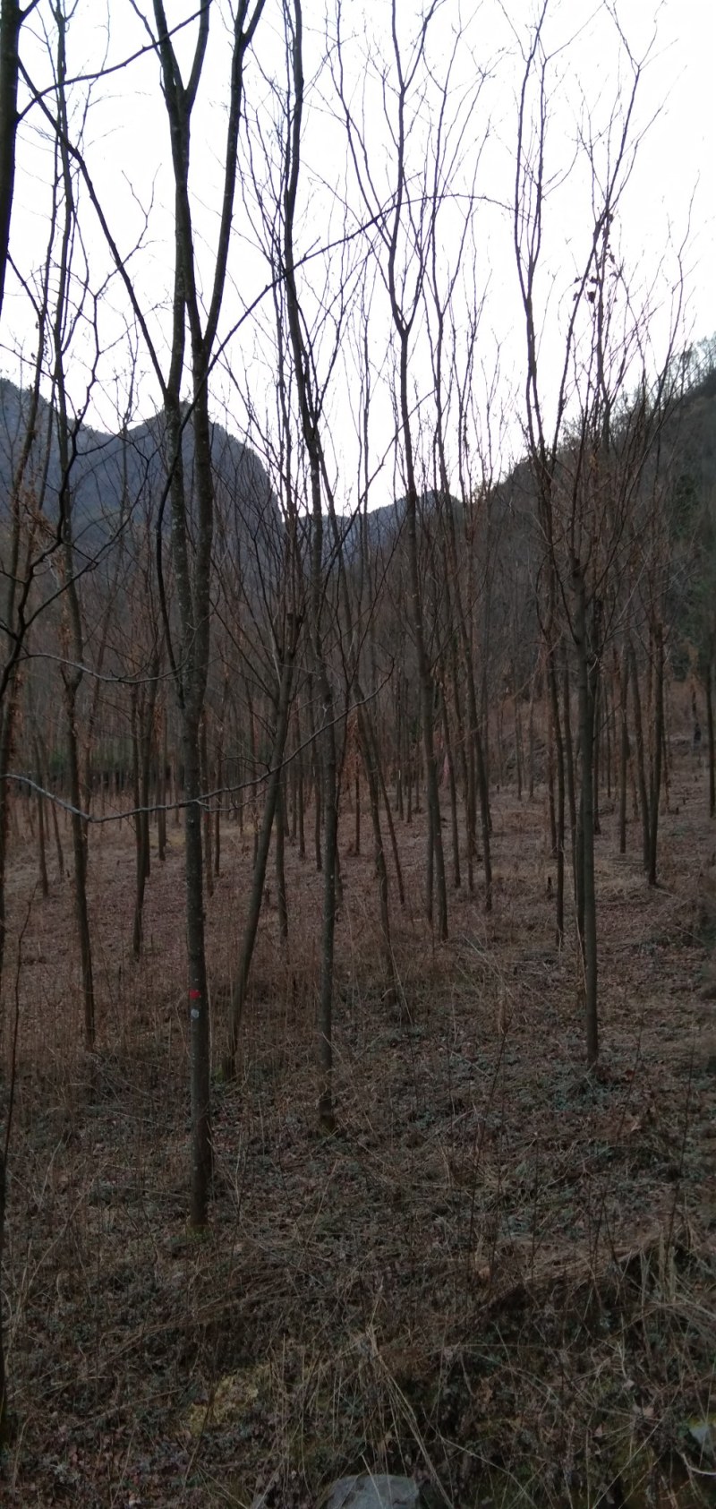 精品香花槐，树形优美自然，3.4.5.6公分海量