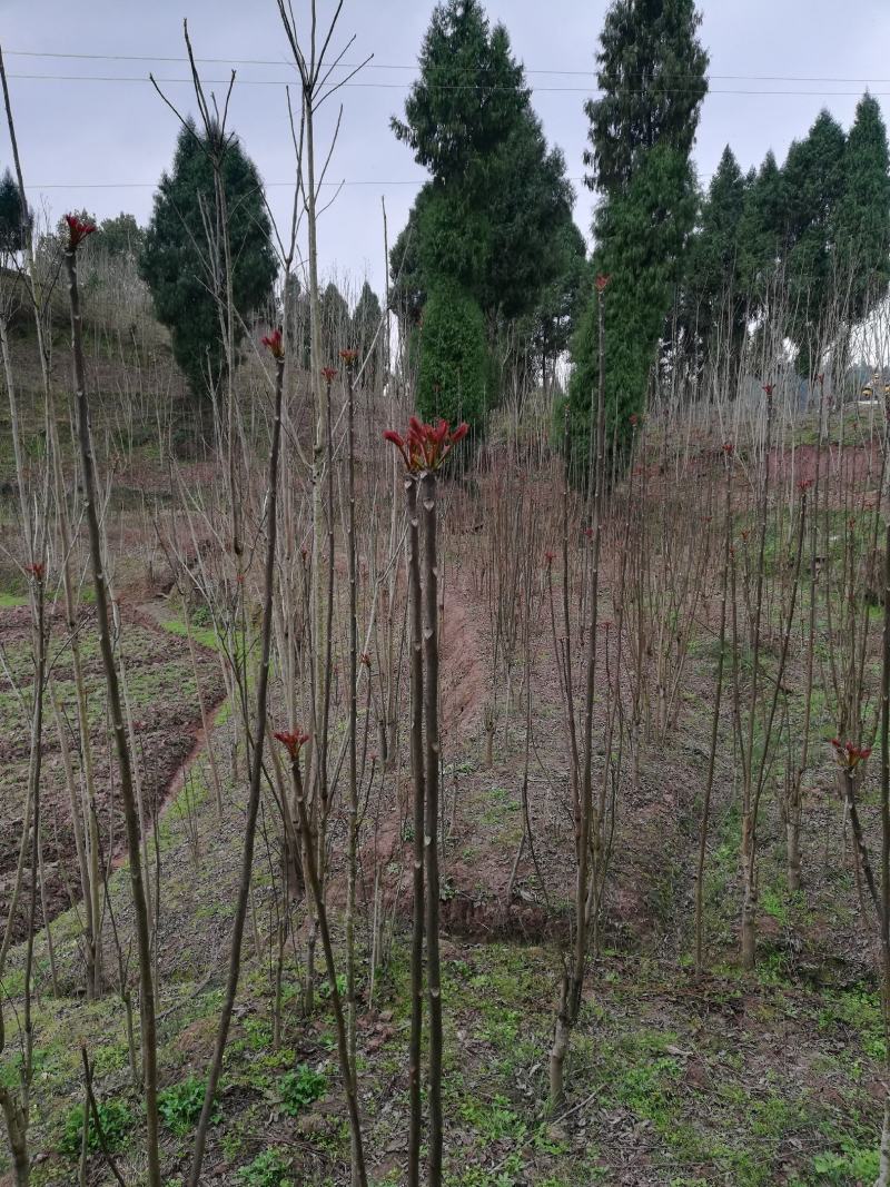 中国香椿第县四川大竹县红油香椿芽