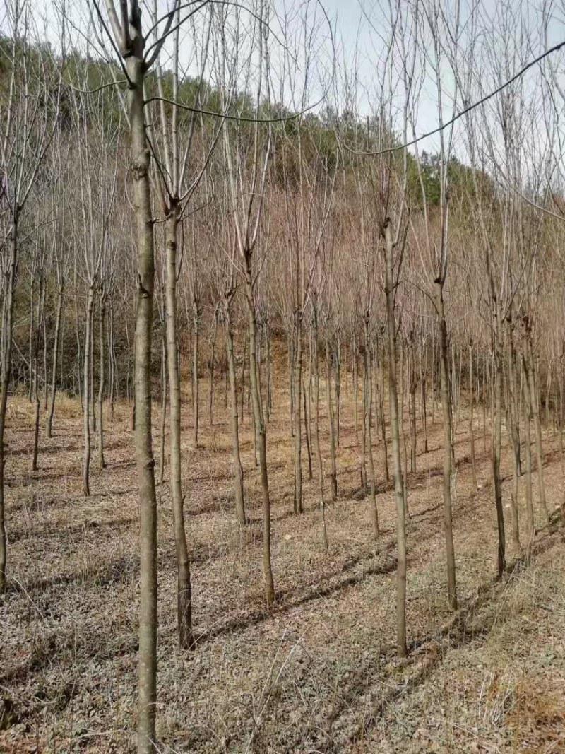 精品香花槐，树形优美自然，3.4.5.6公分海量