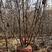 绿化单棵苗木蒙古栎8—20公分大小规格丛生蒙古栎