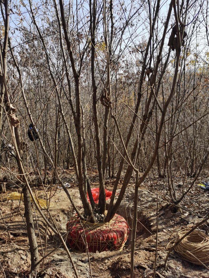 绿化单棵苗木蒙古栎8—20公分大小规格丛生蒙古栎