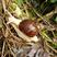 白玉蜗牛养殖蜗牛低投高产养殖新宠