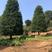 红豆杉，曼地亚红豆杉，南方红豆杉，规格齐全
