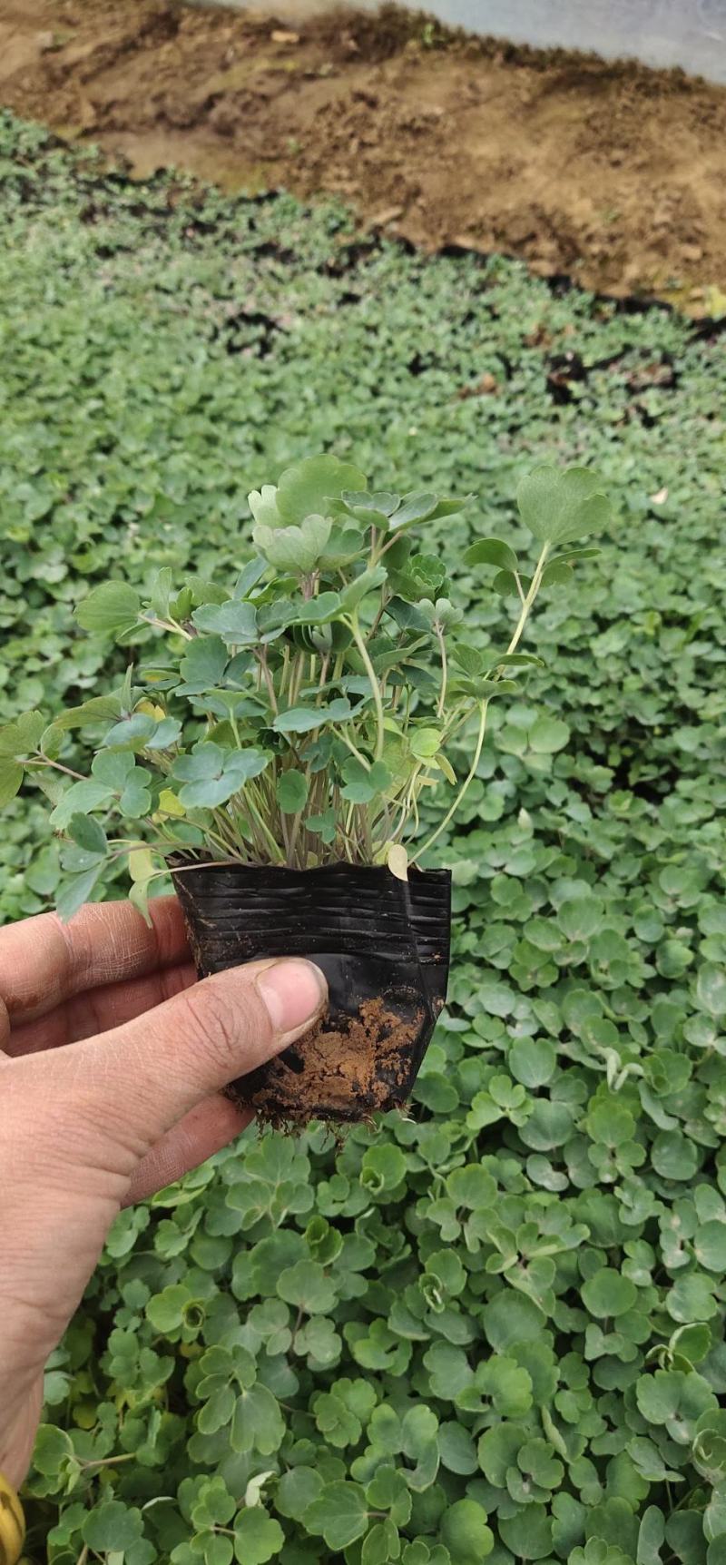 耧斗菜基地直销常年供应各种绿化苗木