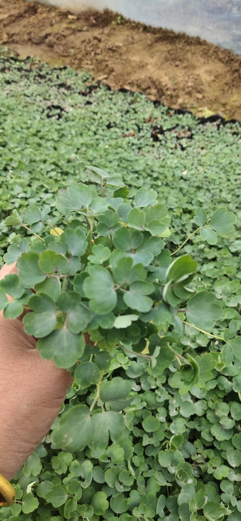 耧斗菜基地直销常年供应各种绿化苗木