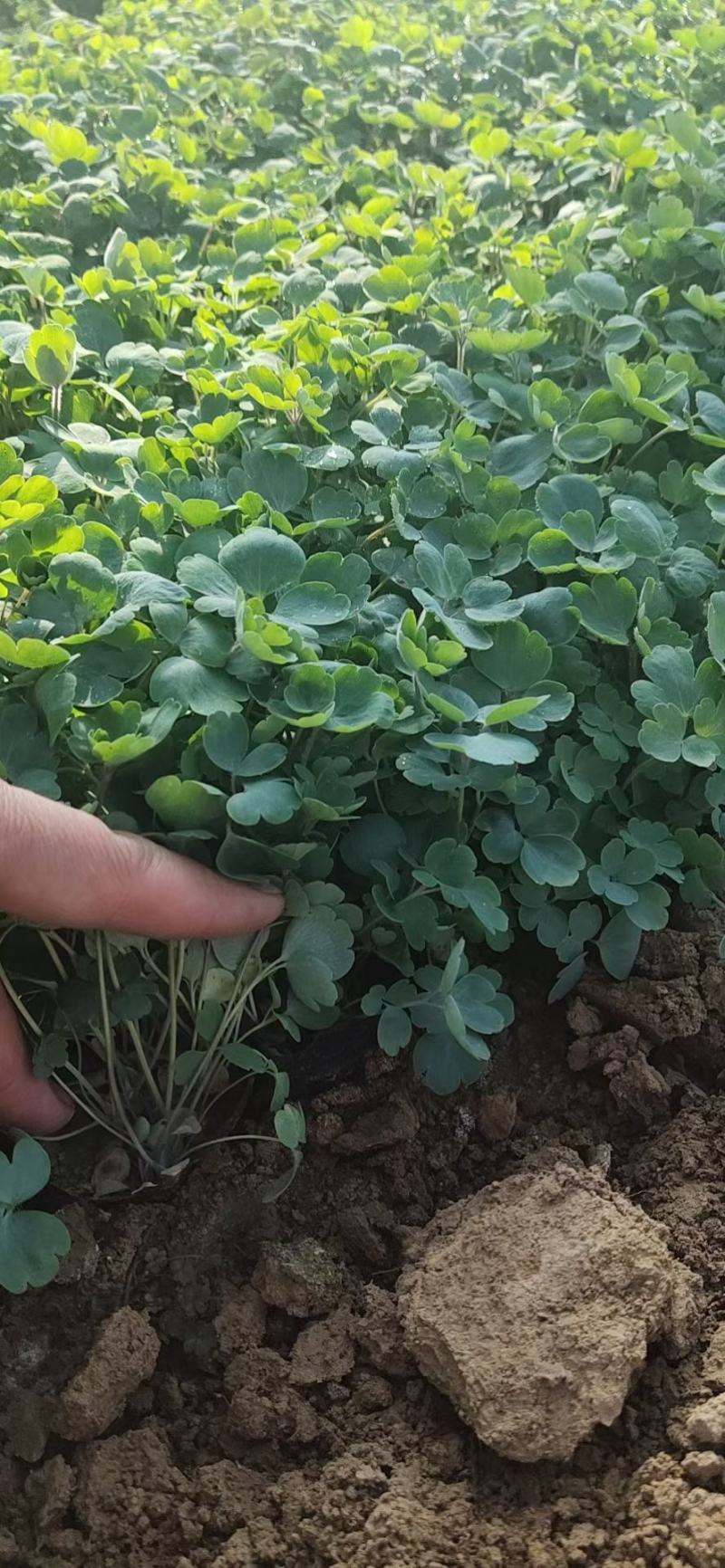 耧斗菜基地直销常年供应各种绿化苗木