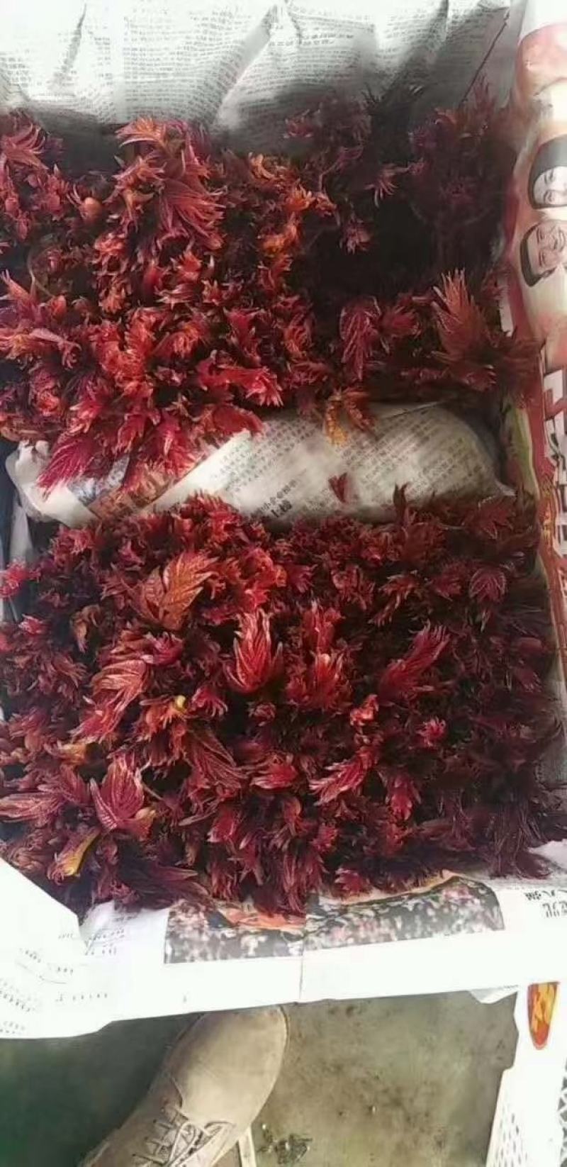 和众椿业，基地红香椿。精品包装全国直销保障售后