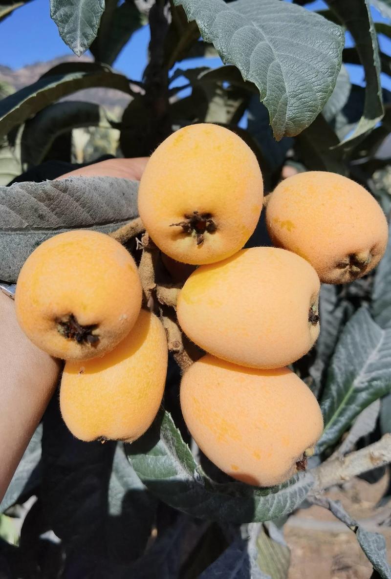 攀枝花优质水果露天枇杷，源自于美丽的攀枝花米易县，一件代发