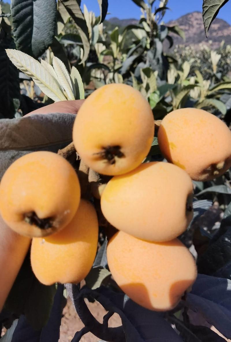 攀枝花优质水果露天枇杷，源自于美丽的攀枝花米易县，一件代发