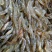 河虾，河虾，河虾冰鲜，鲜活河虾，中虾2-3左右