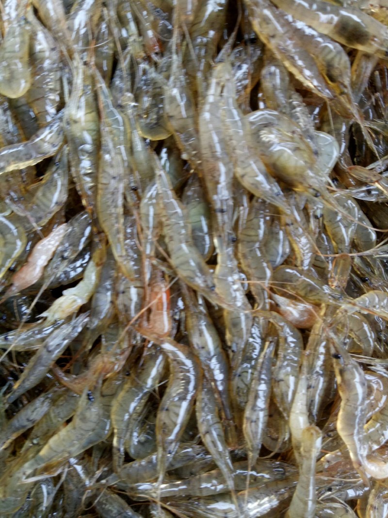 河虾，河虾，河虾冰鲜，鲜活河虾，中虾2-3左右