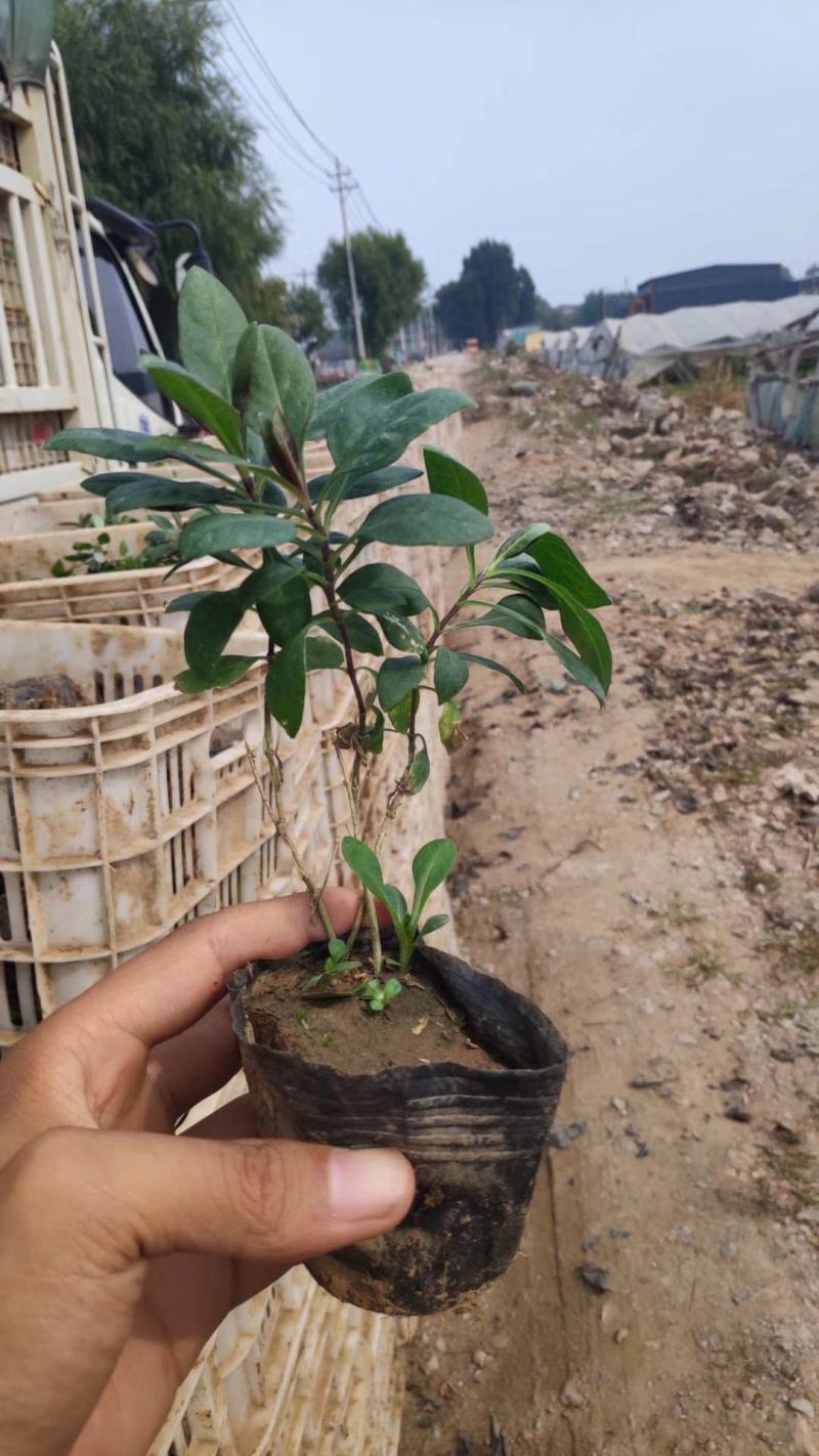 福禄考，宿根福禄考，基地直销，常年销售各种绿化苗木