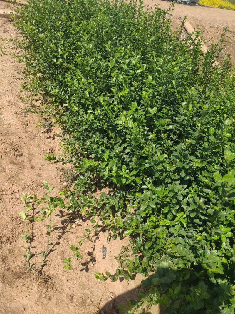 爬行卫矛，基地直销，常年销售各种绿化苗木。