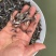 叉尾鮰鱼苗(量大从优,提供技术指导)欢迎选购