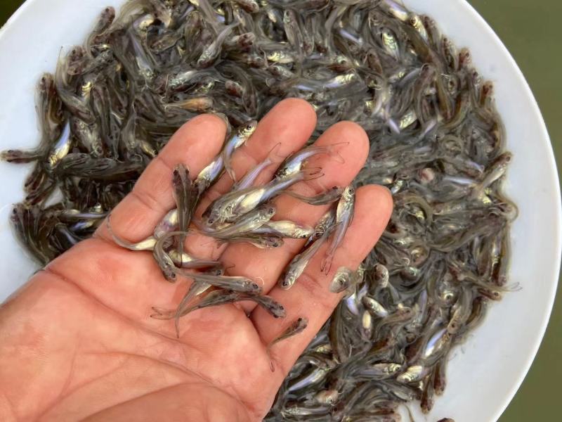 叉尾鮰鱼苗（量大从优，提供技术指导）欢迎选购