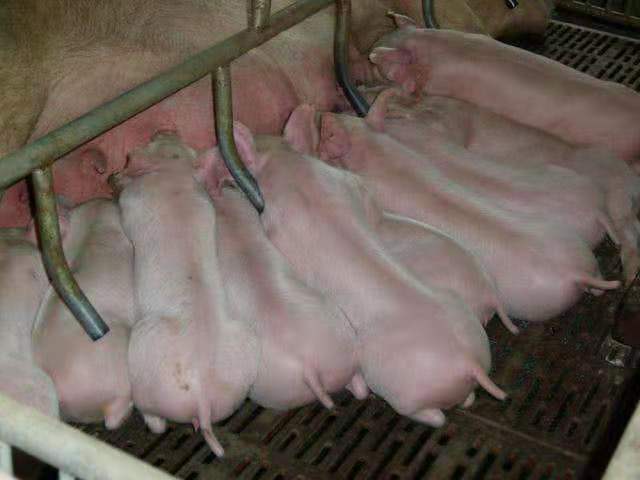 三元仔猪哺乳期母猪带仔场景
