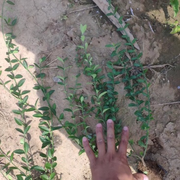 扶芳藤，基地直销，常年销售各种绿化苗木。