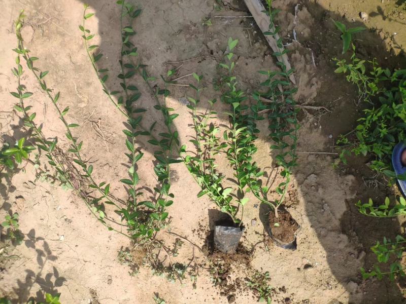 扶芳藤，基地直销，常年销售各种绿化苗木。