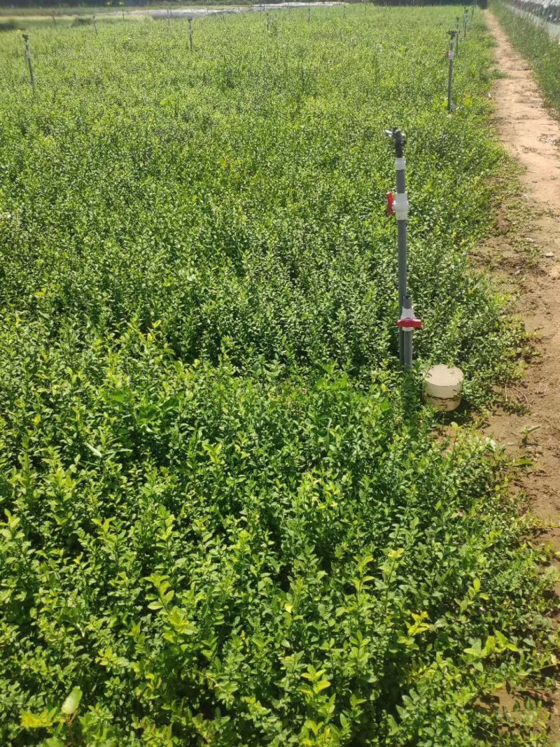 扶芳藤，基地直销，常年销售各种绿化苗木。