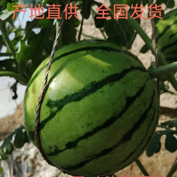 甘肃武威温室京欣吊瓜全年种植货量足可供批发市场商超电商