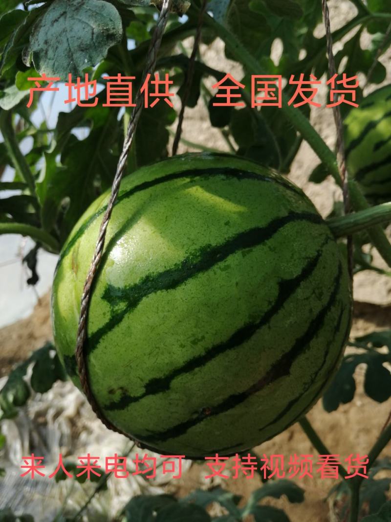 甘肃武威温室京欣吊瓜全年种植货量足可供批发市场商超电商