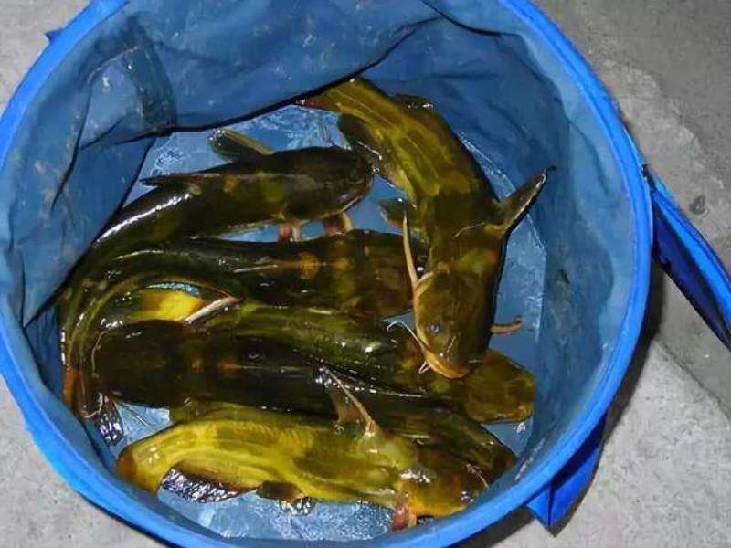 黄颡鱼鱼苗（全程提供技术跟进指导）量大从优