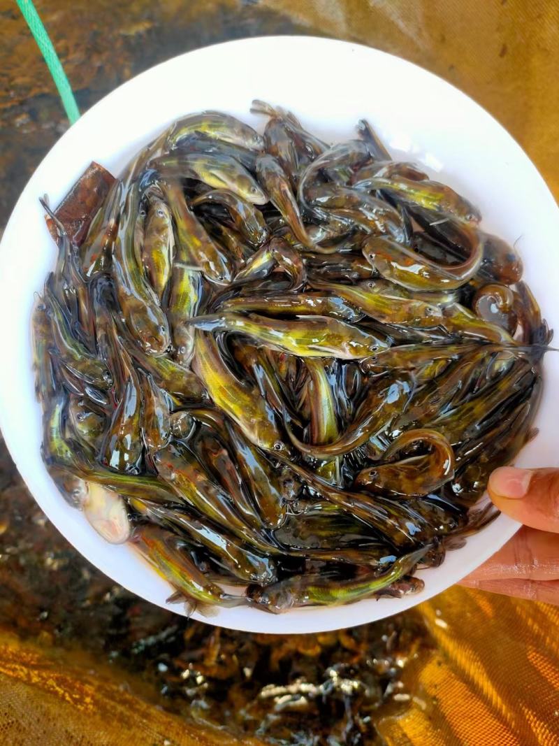黄颡鱼鱼苗（全程提供技术跟进指导）量大从优