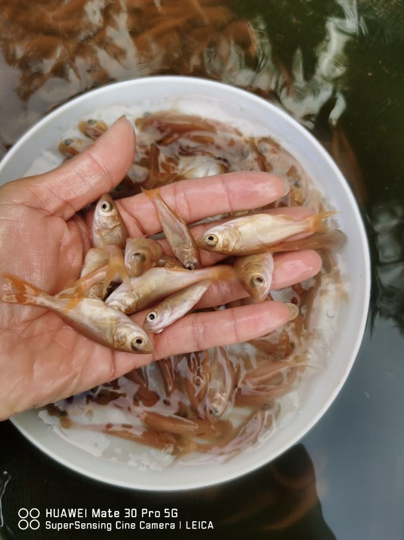 金大头效益好容易养，包量包质包送货，提供养殖技术