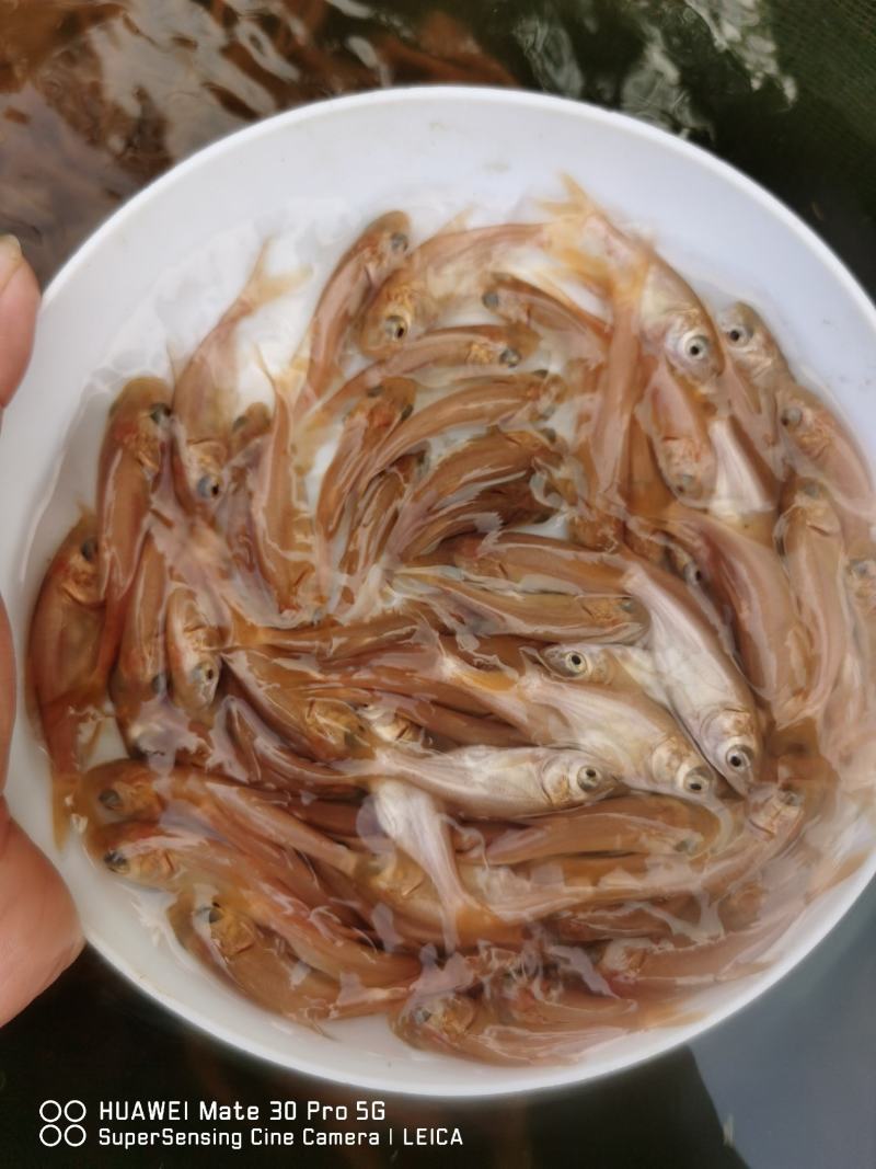 金大头效益好容易养，包量包质包送货，提供养殖技术