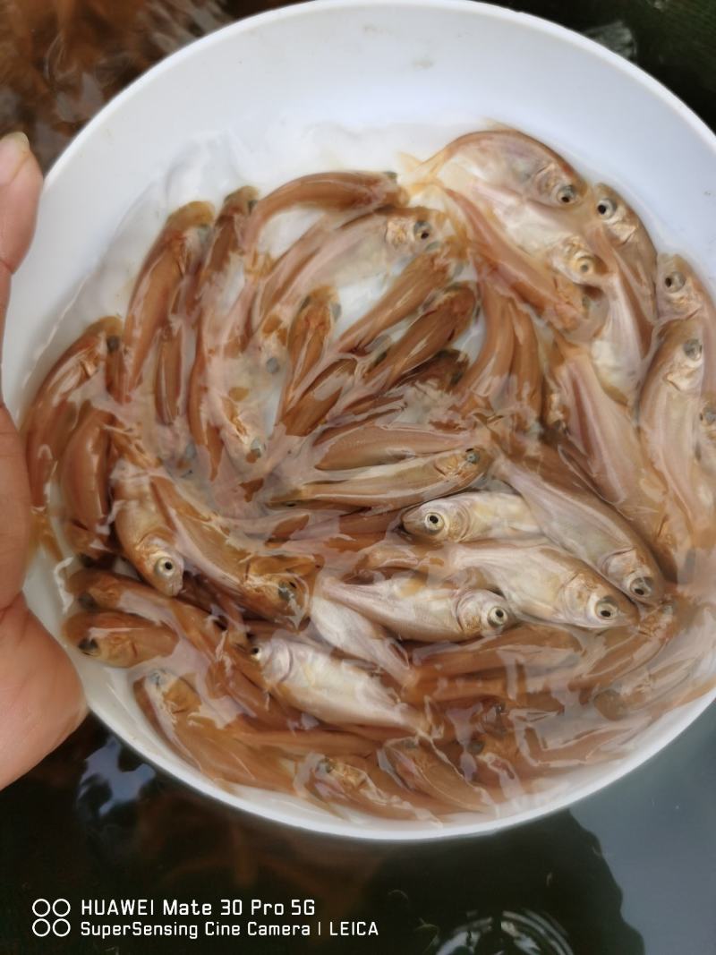 金大头效益好容易养，包量包质包送货，提供养殖技术