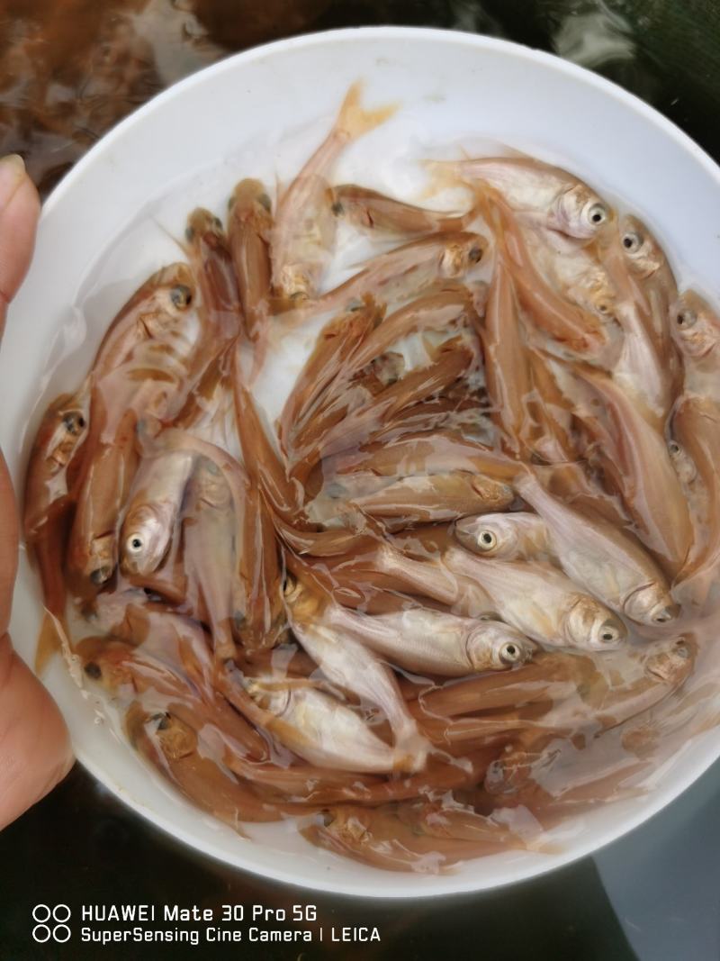 金大头效益好容易养，包量包质包送货，提供养殖技术