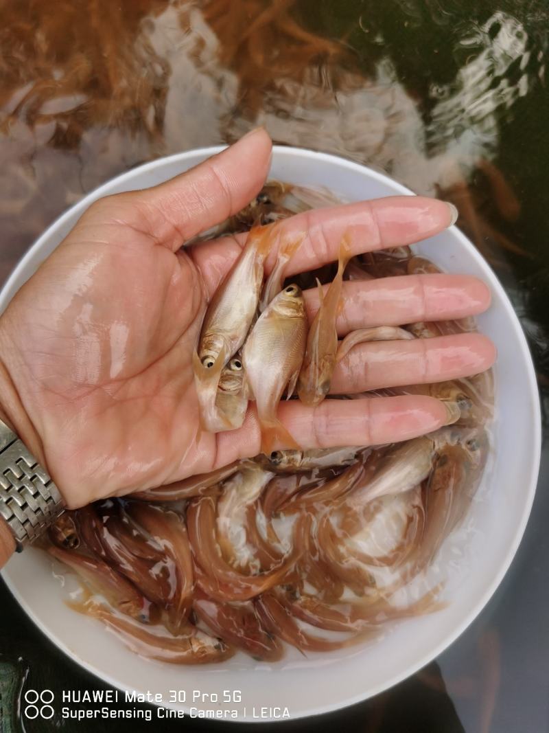 金大头效益好容易养，包量包质包送货，提供养殖技术