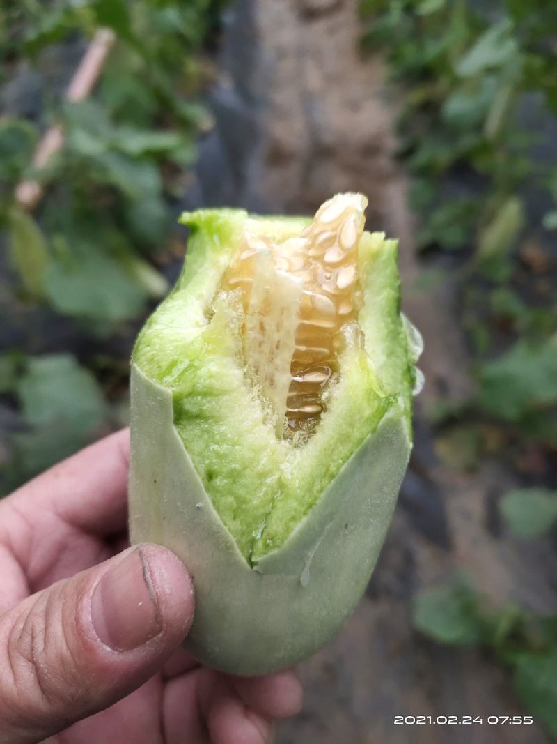 莘县博洋61甜瓜上市中，商超对接，诚信经营