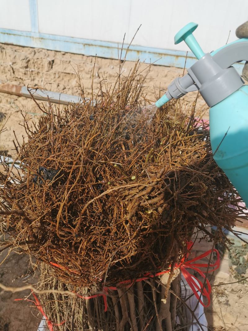 红心软籽石榴树苗，原生苗，果实口感原汁原味