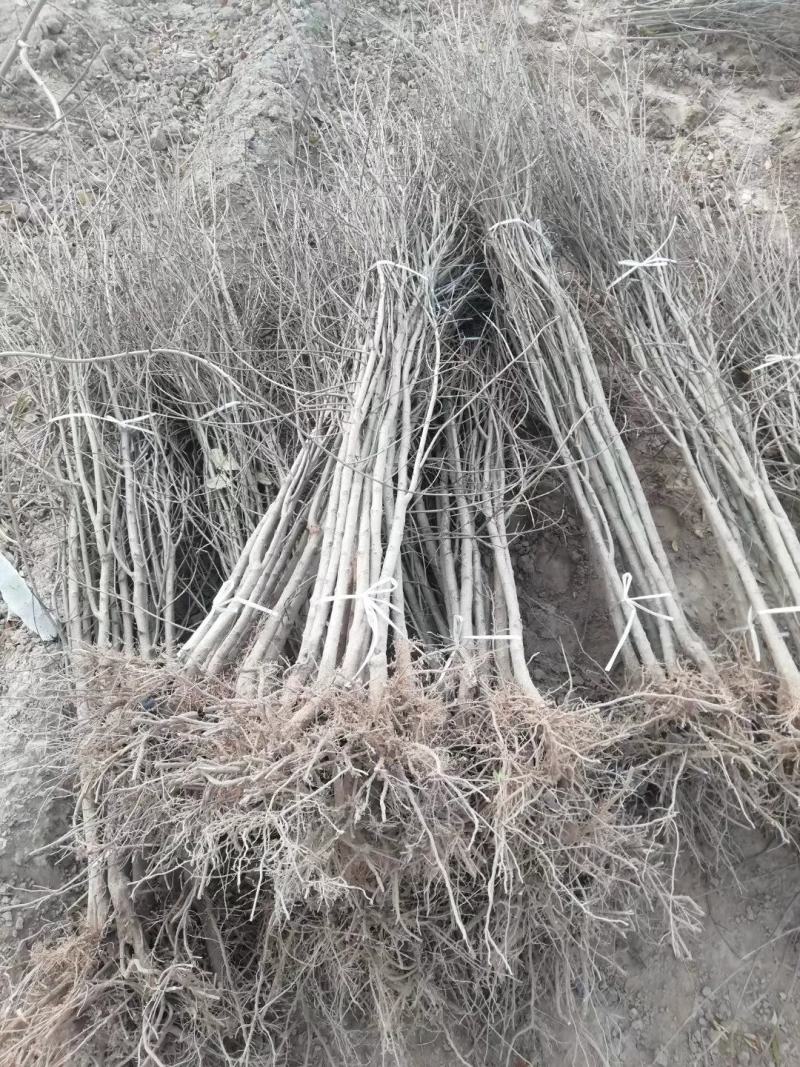 红心软籽石榴树苗，原生苗，果实口感原汁原味