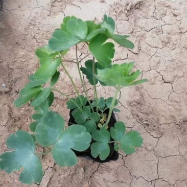 耧斗菜基地直销常年供应各种绿化苗木