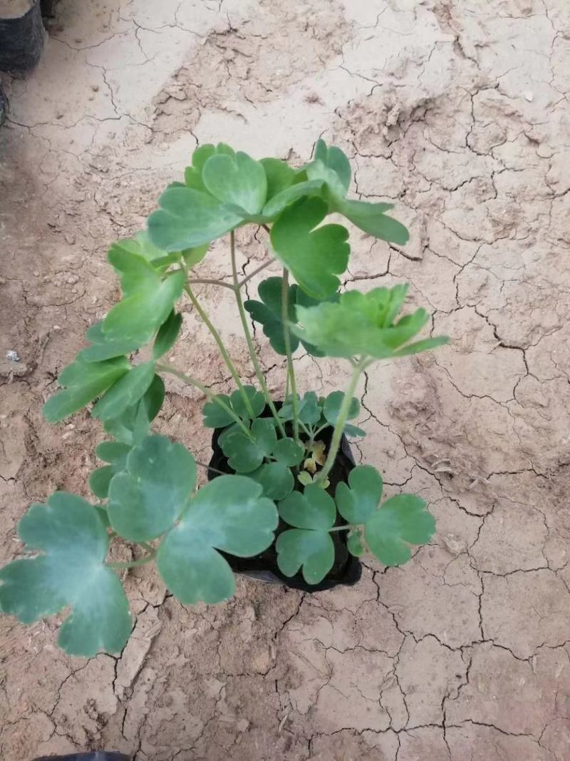 耧斗菜基地直销常年供应各种绿化苗木