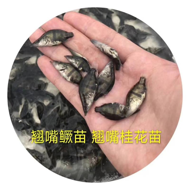 淡水鳜鱼苗(桂花鱼苗)全程提供技术指导跟进/量大从优